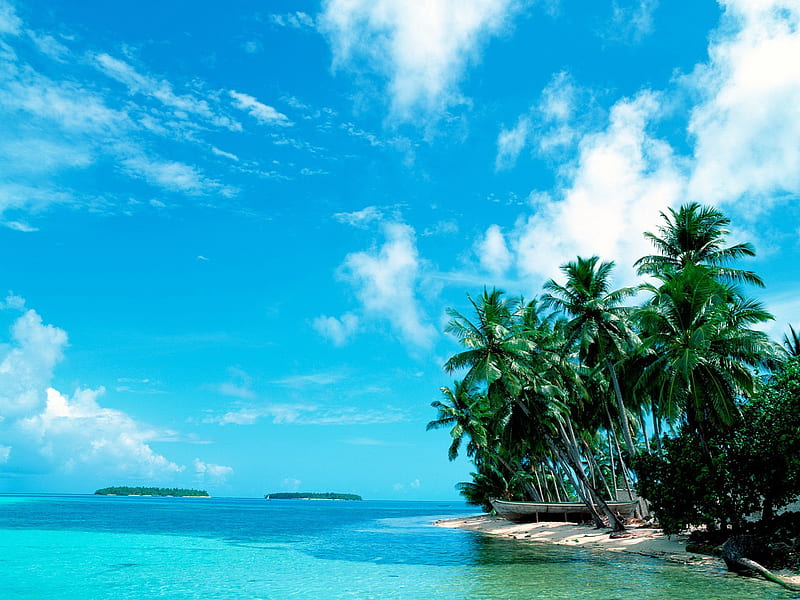 the Maldives island of coconut palms, HD wallpaper