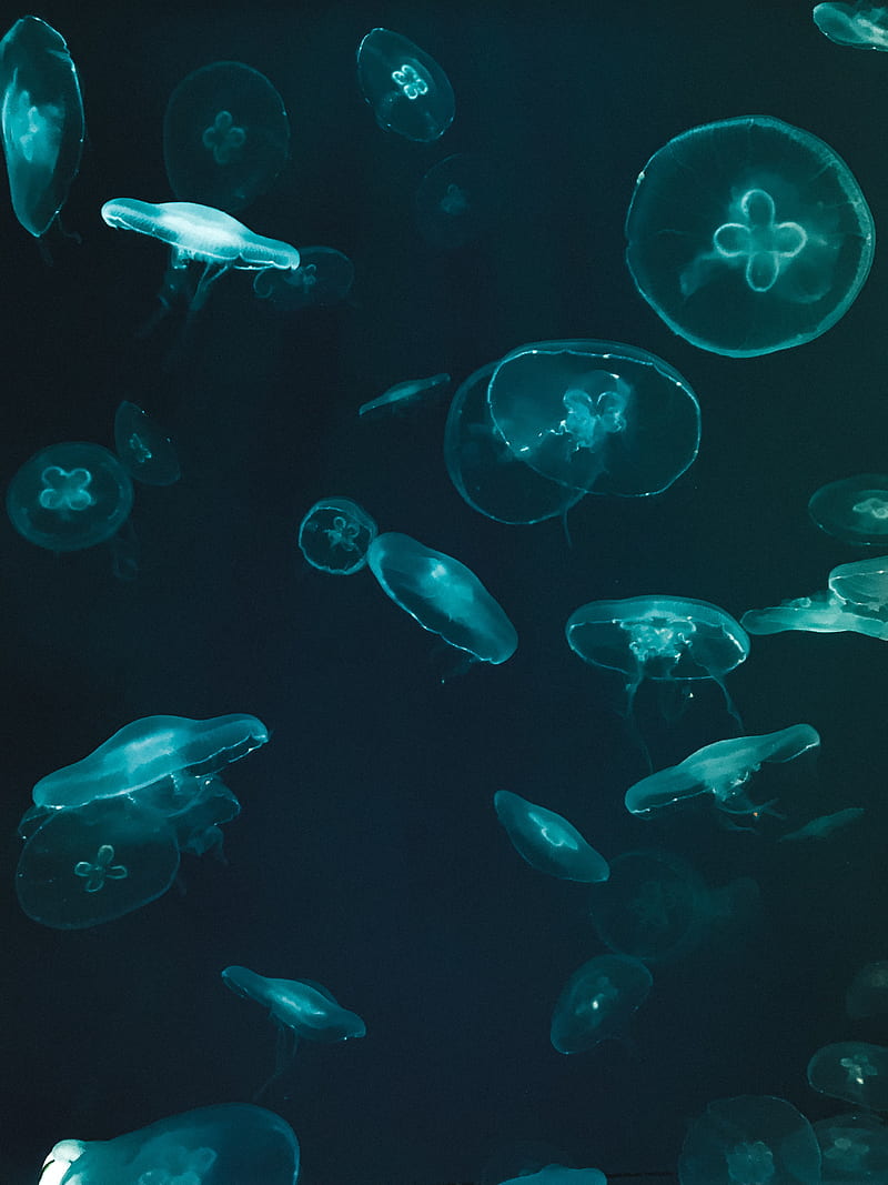 jellyfish, underwater world, dark, HD phone wallpaper