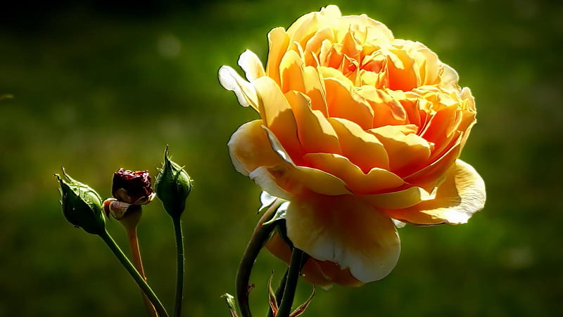 Tận hưởng một cảm giác thư thái và giản đơn trong cuộc sống với hình nền hoa hồng kết hợp thiên nhiên. Hãy để mắt mình được thư giãn với cảnh đẹp mát mẻ, thơ mộng này.