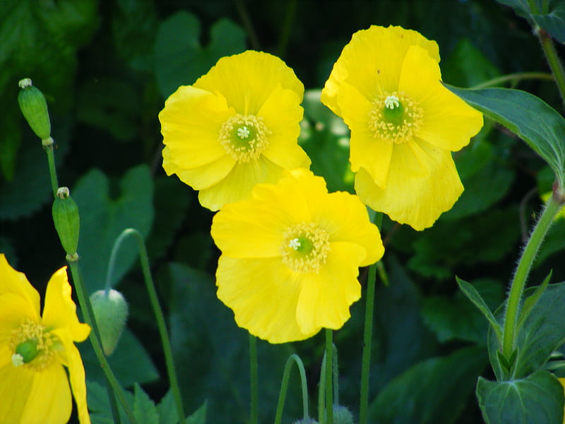 welsh poppies., welsh, flowers, green-leaves, yellow, seedheads, HD wallpaper