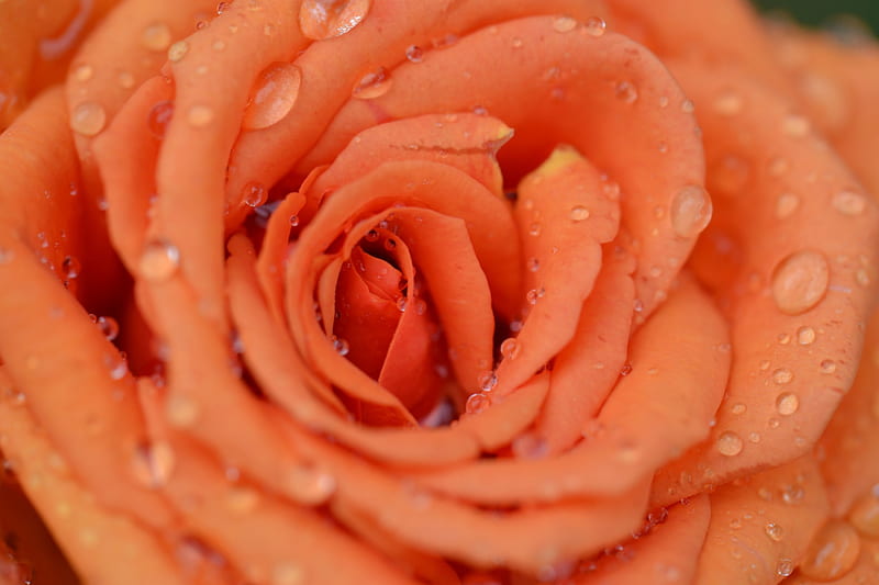 Cappuccino Rose, pretty, friend, rose, raindrops, diy, love, flowers, rose garden, y, cappuccino, shellandshilo, scrapbooking, nexus, new, nature, petals, horticulture, HD wallpaper