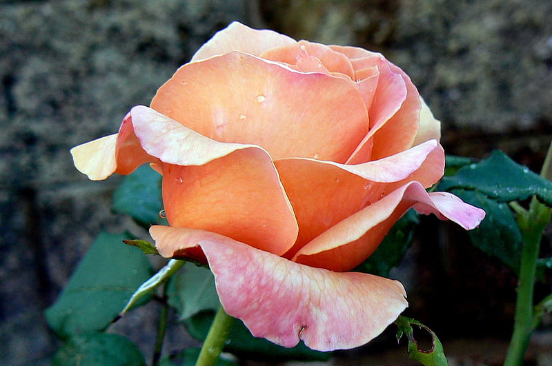 Queen Beatrix Rose, peachy rose, beautiful rose, rose, HD wallpaper