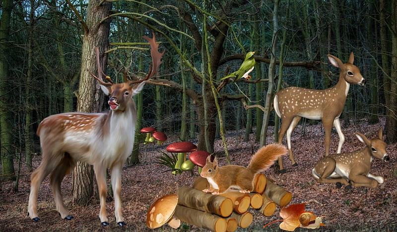Deer in the Forest, forest, autumn, mushroom, wood, deer, HD wallpaper