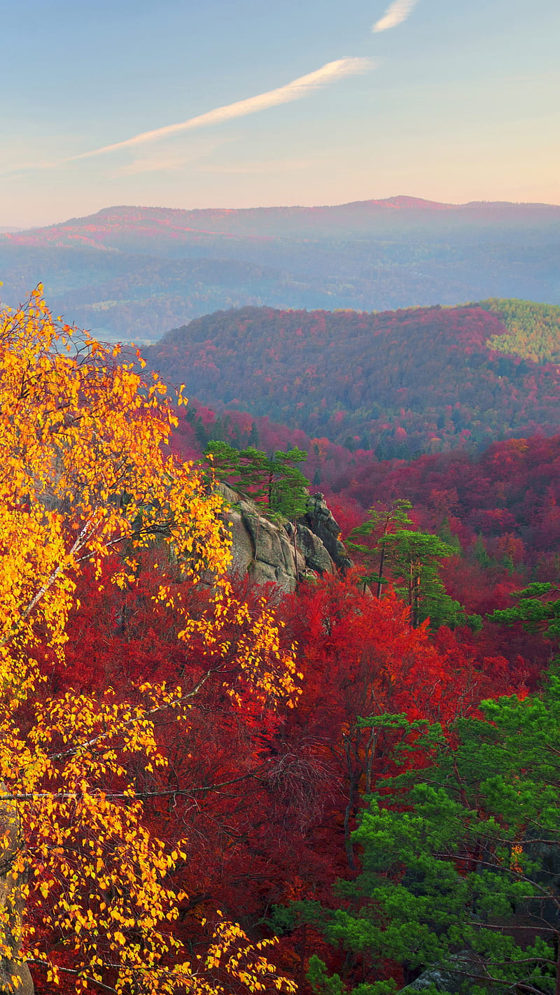 Autumn Foliage , fall, forest, rock, tree, HD phone wallpaper