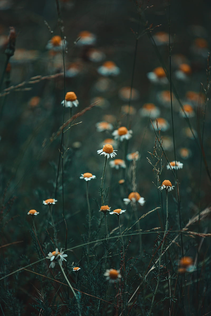 chamomile, wildflowers, flowers, grass, HD phone wallpaper