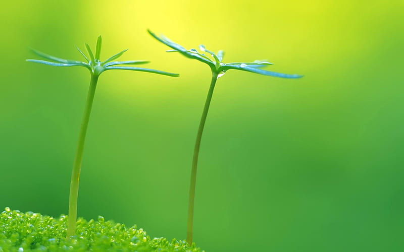 Green flowers grass close-up-Plant, HD wallpaper