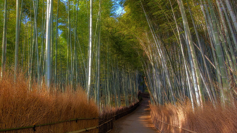 Pathway Between Bamboo Trees Nature, HD wallpaper