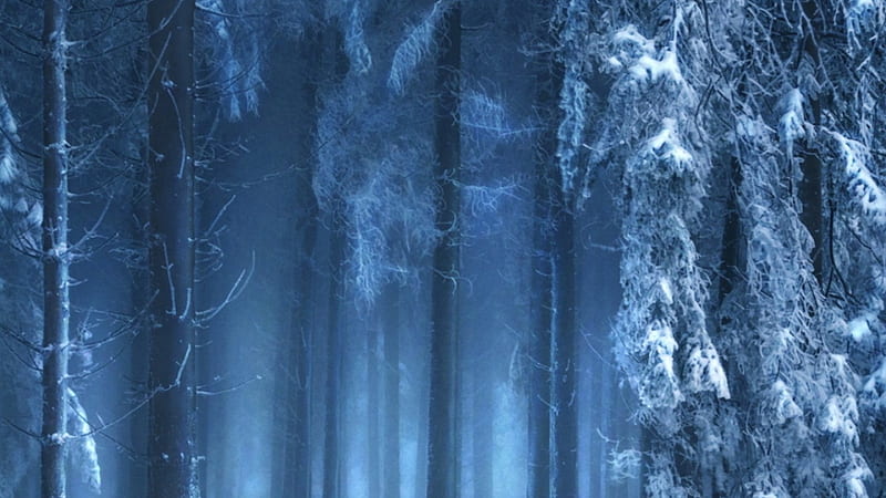mysterious forest in winter, forest, blue grey, winter, mist, HD wallpaper