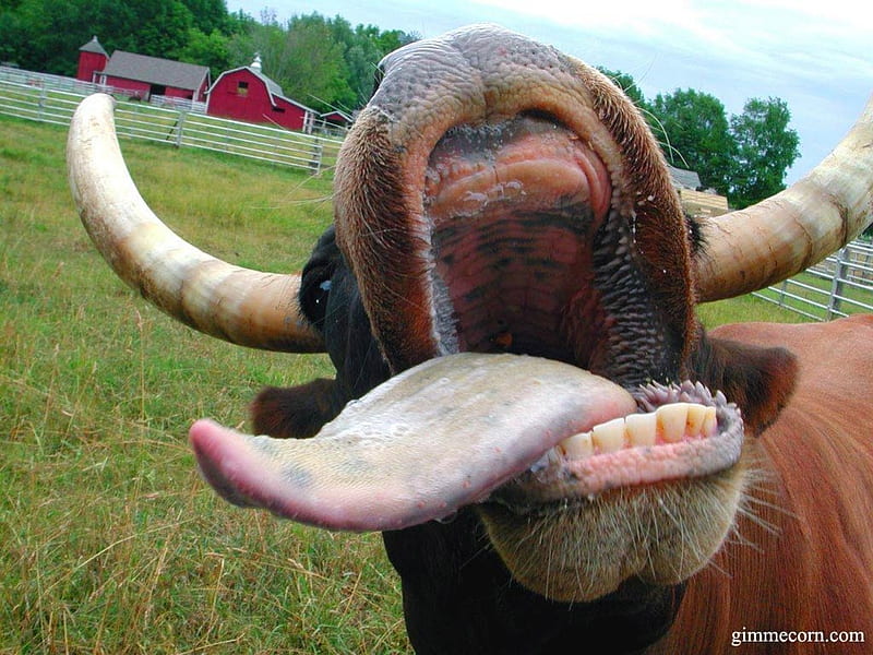 Cow Tongue, funny cow, cow, tongue, HD wallpaper