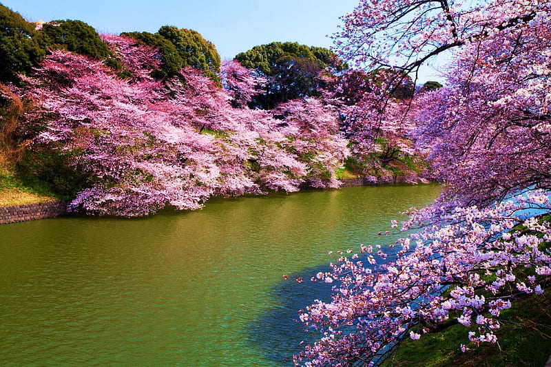 Cherry Blossoms in Japan, river, park, trees, tokyo, HD wallpaper