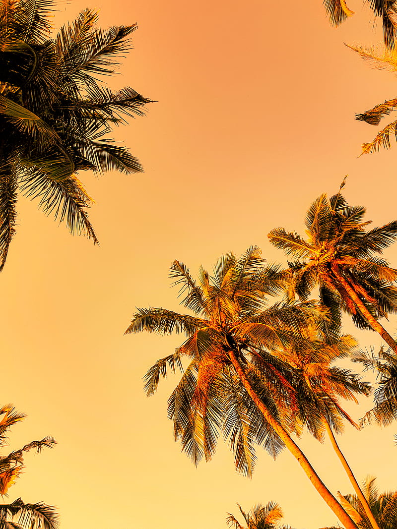 green palm tree under orange sky, HD phone wallpaper