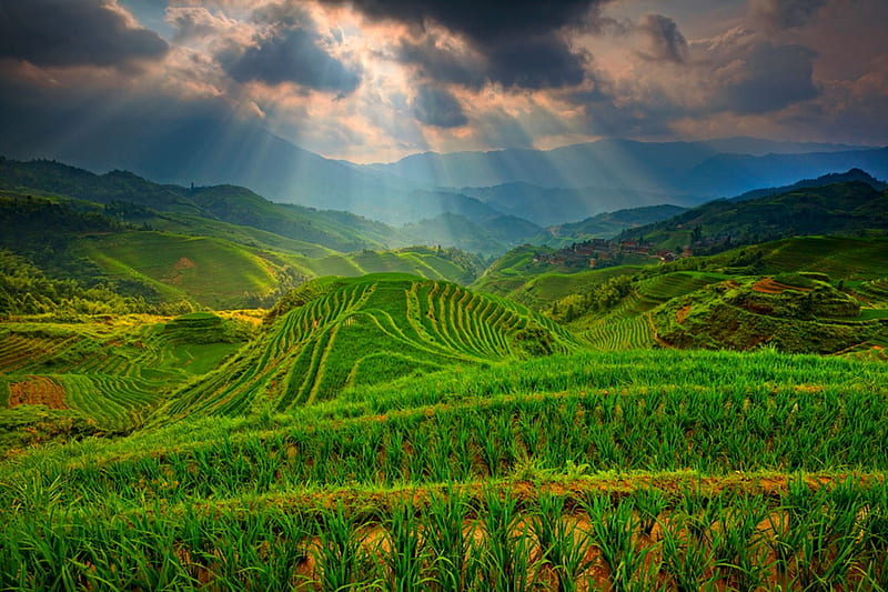 Sunbeams Over The Fields, tea plantations, China, Guilin, bonito, sky, clouds, agriculture, green, mountains, sun rays, terraces, HD wallpaper