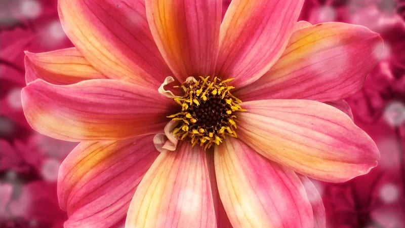 Amazing Flower, flower, petals, pink, macro, HD wallpaper