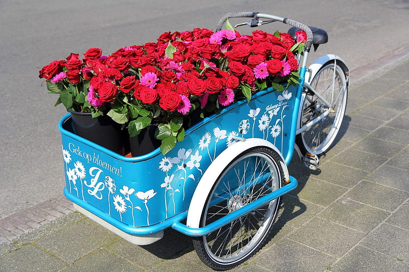 The Flower Cart, gerbera, bicycle, roses, wheels, HD wallpaper