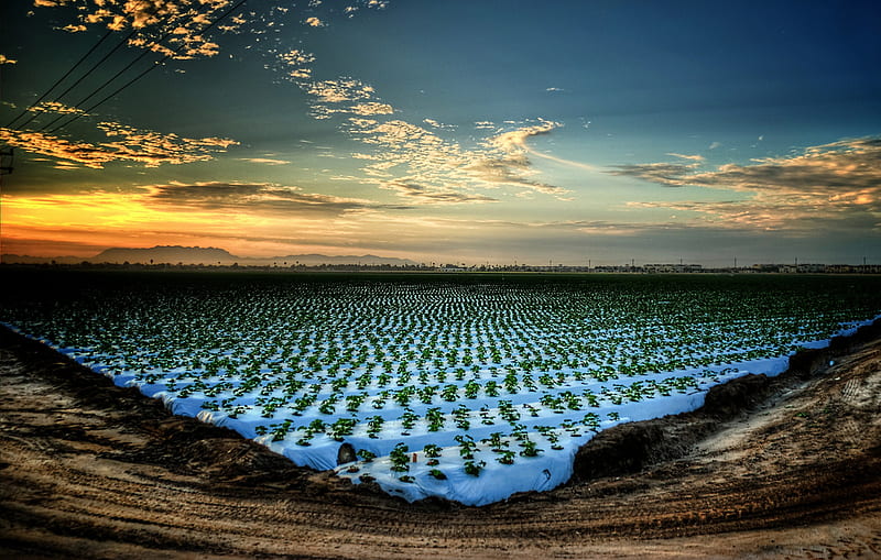 Strawberry Field, skyscape, fields, horizon, strawberry, HD wallpaper