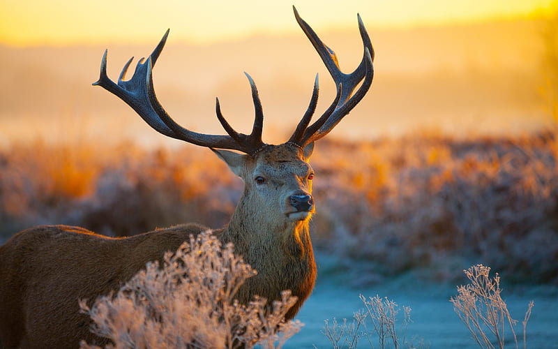 deer skylight horn-Animal, HD wallpaper