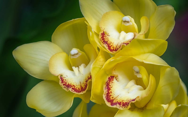 Yellow orchid, tropical flowers, orchid, yellow flowers, HD wallpaper