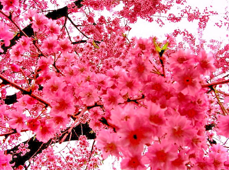 Pink cherry blossoms in spring, pink in nature, sakura tree, spring, cherry blossoms, splendor, blossoms, nature, colorful pink blossoms, pink, HD wallpaper