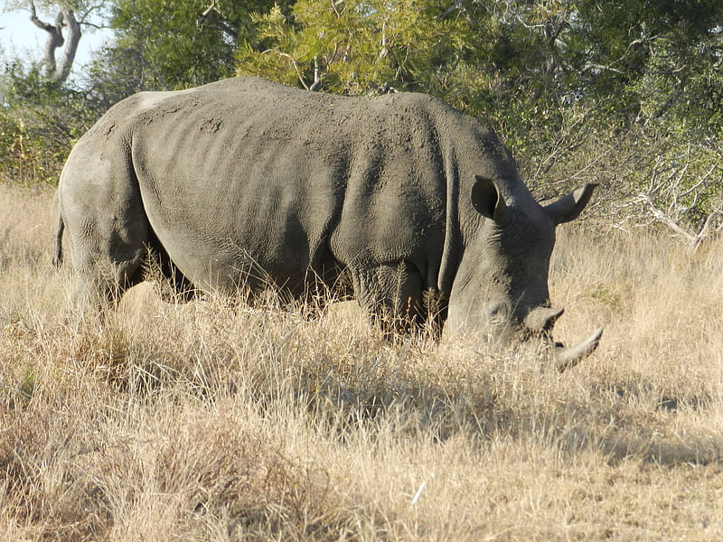 White Rhino, amazing speed, poachers dream, endangered species, shrek-ears, HD wallpaper