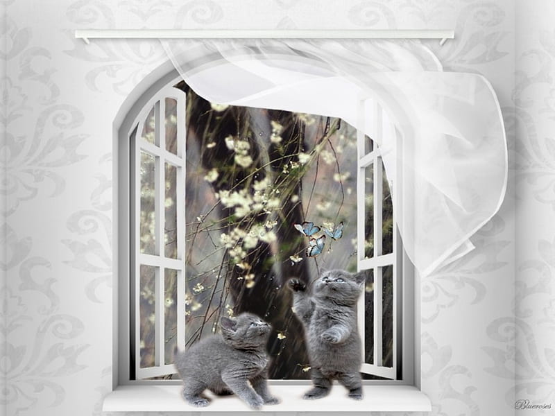 Sweet playful kittens, window, kittens, curtain, butterflies, spring, hq, wall, tree, two, open, rain, blue eyes, white, cats, grey kittens, HD wallpaper