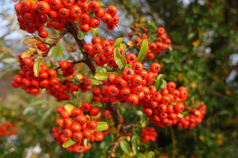 pyracantha, berries, leaves, branches, macro, red, HD wallpaper
