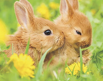 Bunnies, green, yellow, flower, bunny, easter, couple, rabbit, iepuras,  animal, HD wallpaper | Peakpx