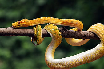 reptiles, python, Fond d'écran HD