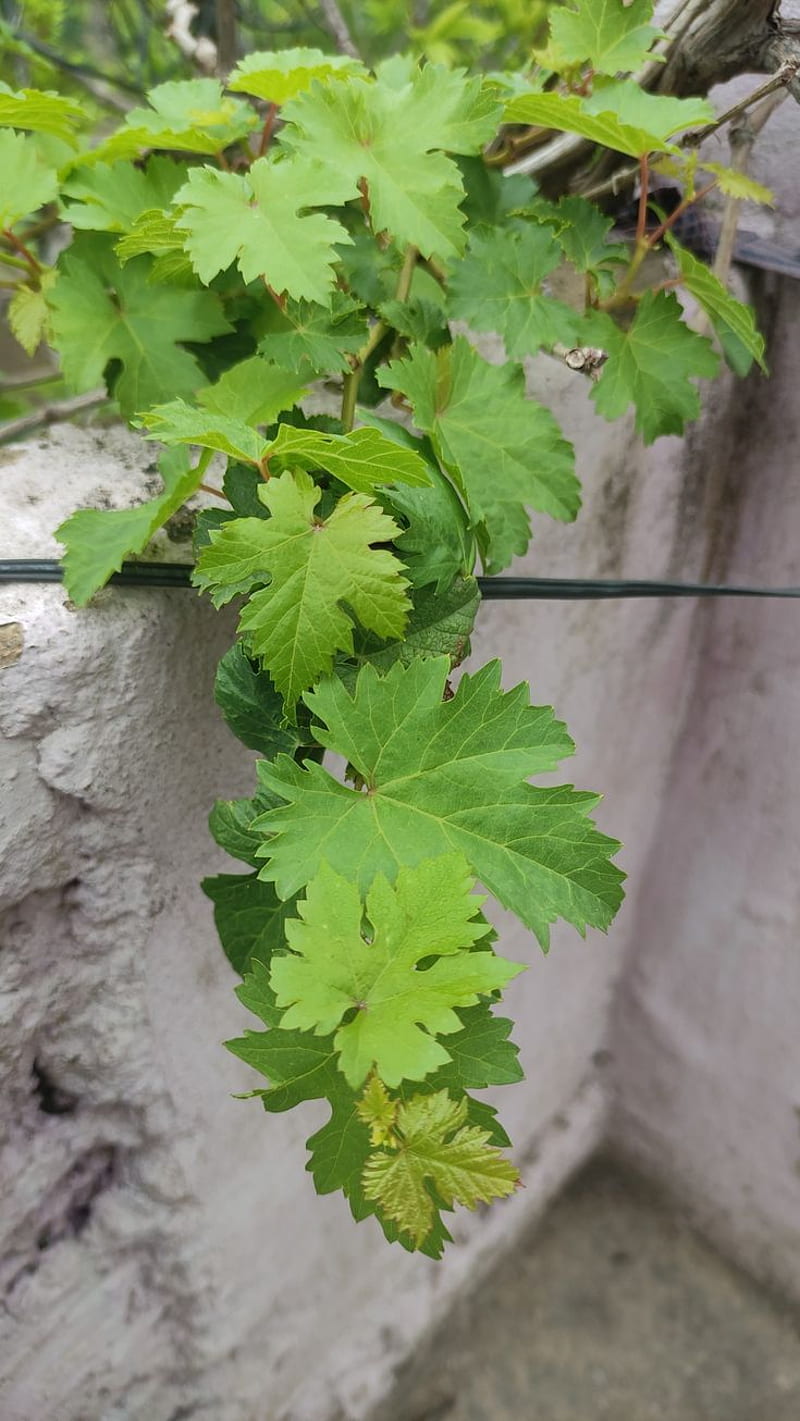 Grapes Leaves in 2022. Grape leaves, ,, Medicinal Plants, HD phone wallpaper