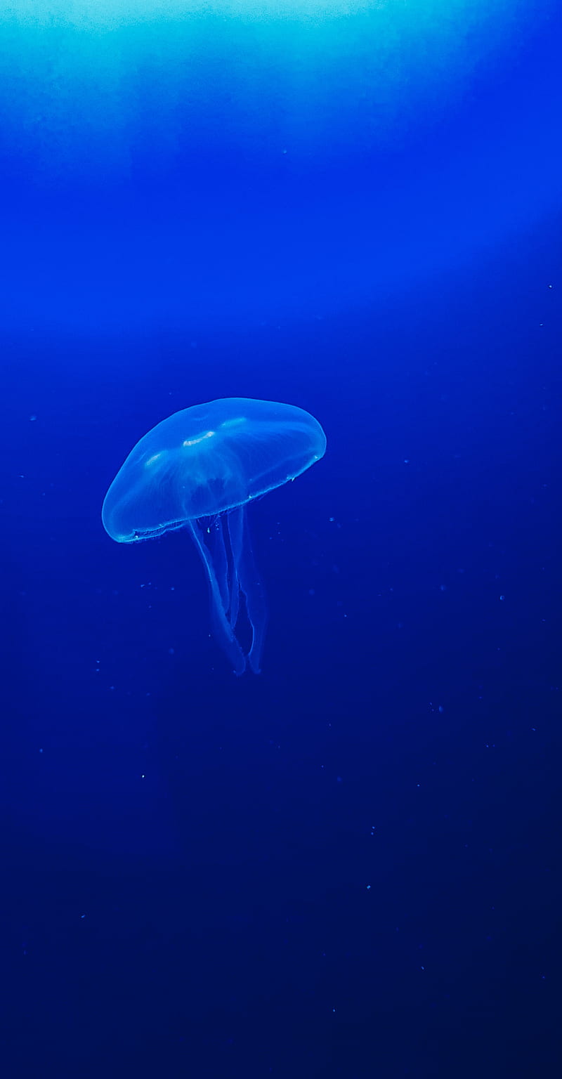 jellyfish, tentacle, macro, water, HD phone wallpaper