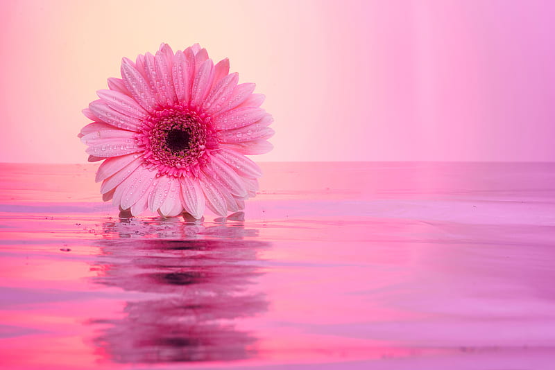 Pink gerbera, Reflection, Water, Pink, Flower, HD wallpaper