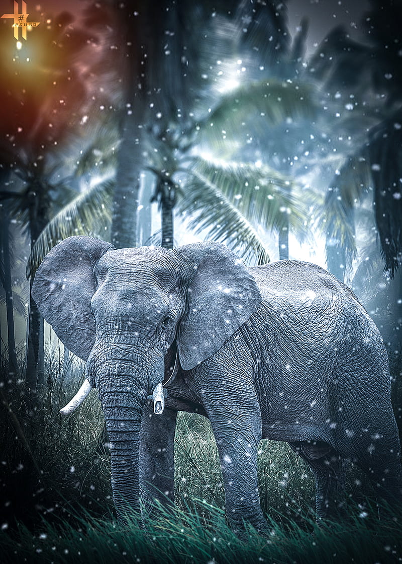 Elephant in The Woods Animated Wallpaper by livewallpaperspc on DeviantArt