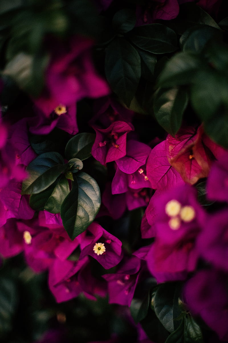 flowers, leaves, veins, purple, HD phone wallpaper