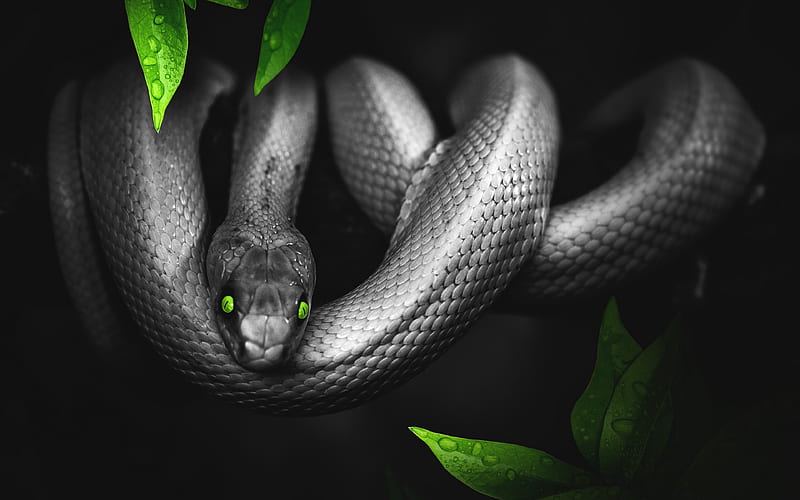 Black snake reptiles, Pantherophis obsoletus, snake with green eyes, wildlife, snake, HD wallpaper
