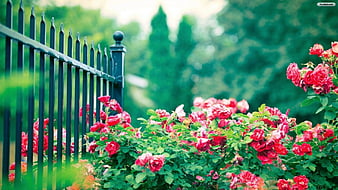 Flower Garden Wallpapers  Top Free Flower Garden Backgrounds   WallpaperAccess
