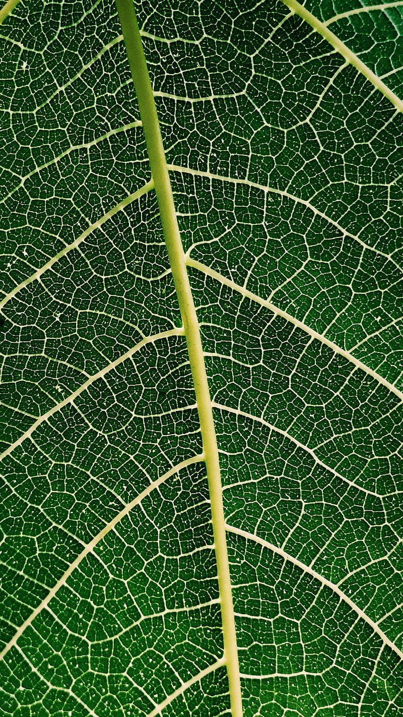 leaf, plant, veins, macro, HD phone wallpaper