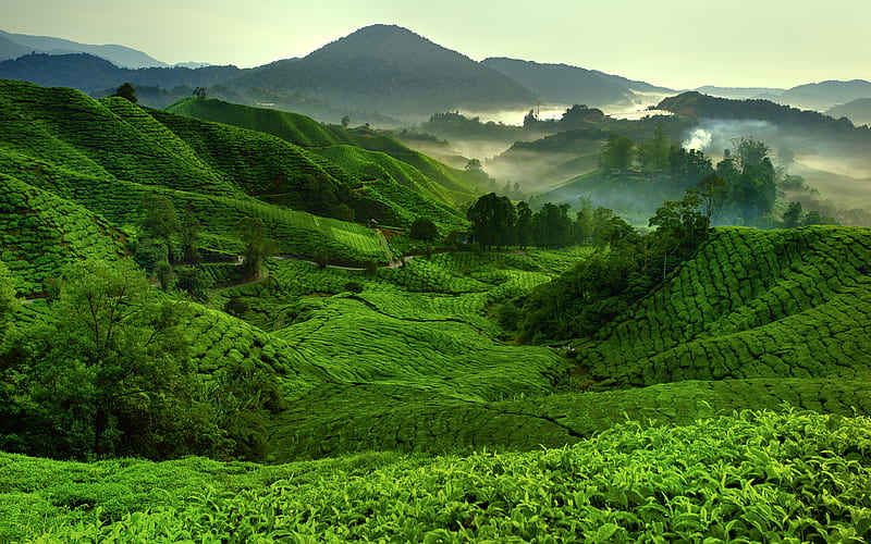 Cameron Highlands, morning, tea plantations, hills, Malaysia, Asia, HD wallpaper