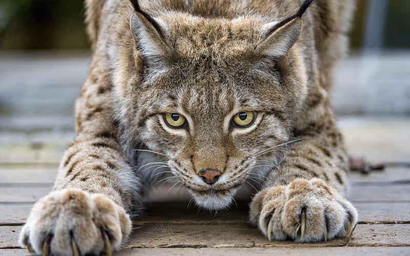 lynx, yellow eyes, predators, cat, HD wallpaper