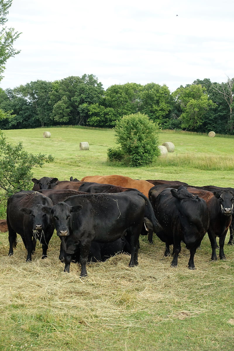 Black Angus Beef, cows, farm, moo, HD phone wallpaper