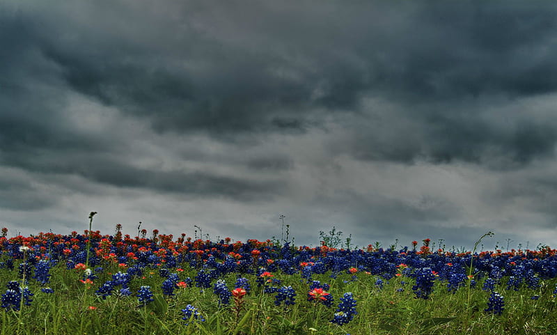 Field of Bluebonnets & Indian Paintbrush, texas, bluebonnets, wildflowers, nature, fields, clouds, sky, paintbrush, HD wallpaper