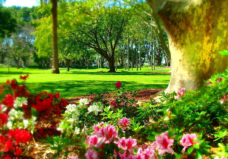HYDE PARK SYDNEY SPRING TIME, flowers, colours, trees, grass, HD wallpaper