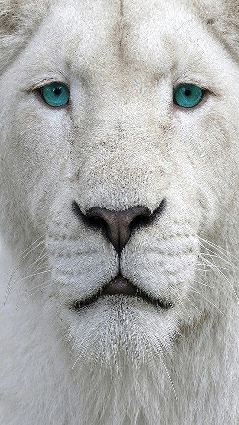 albino lion, HD phone wallpaper