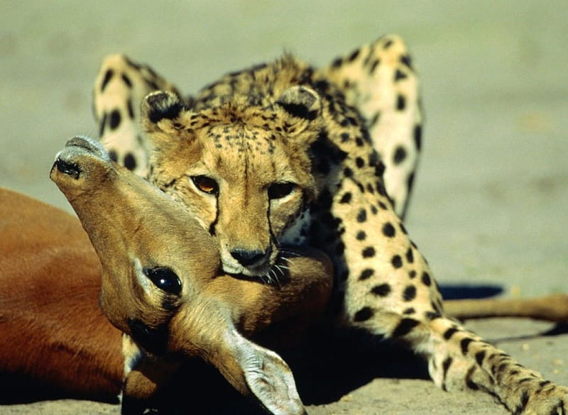 Cruel..? cheetah, savannah, africa, predators, hunting wild, wild cats, cats, animals, HD wallpaper