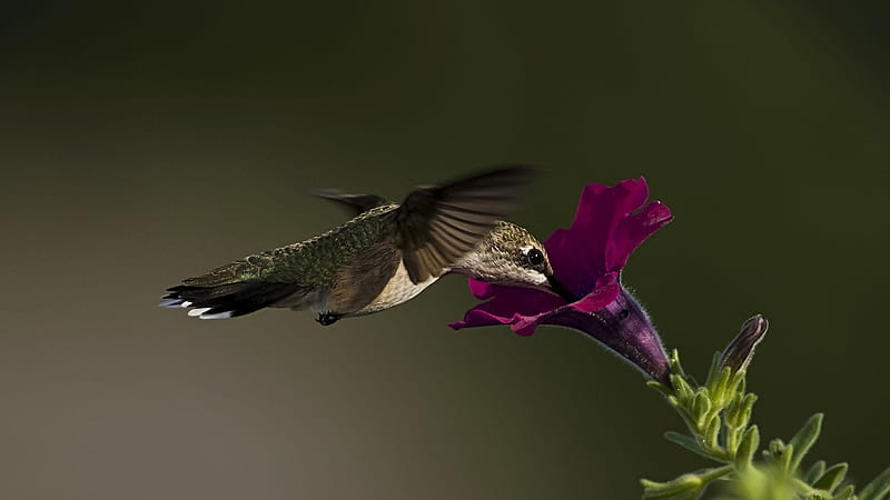 Hummingbird Feeding, pretty, wings, birds, bonito, hummingbird, fly, purple, wild, flowers, nature, HD wallpaper