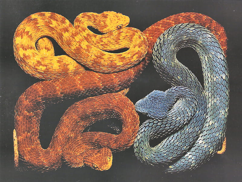 African Bush Vipers - Snakes 1, mocafico, bush vipers, animal, graphy, guido mocafico, wildlife, reptiles, snakes, HD wallpaper