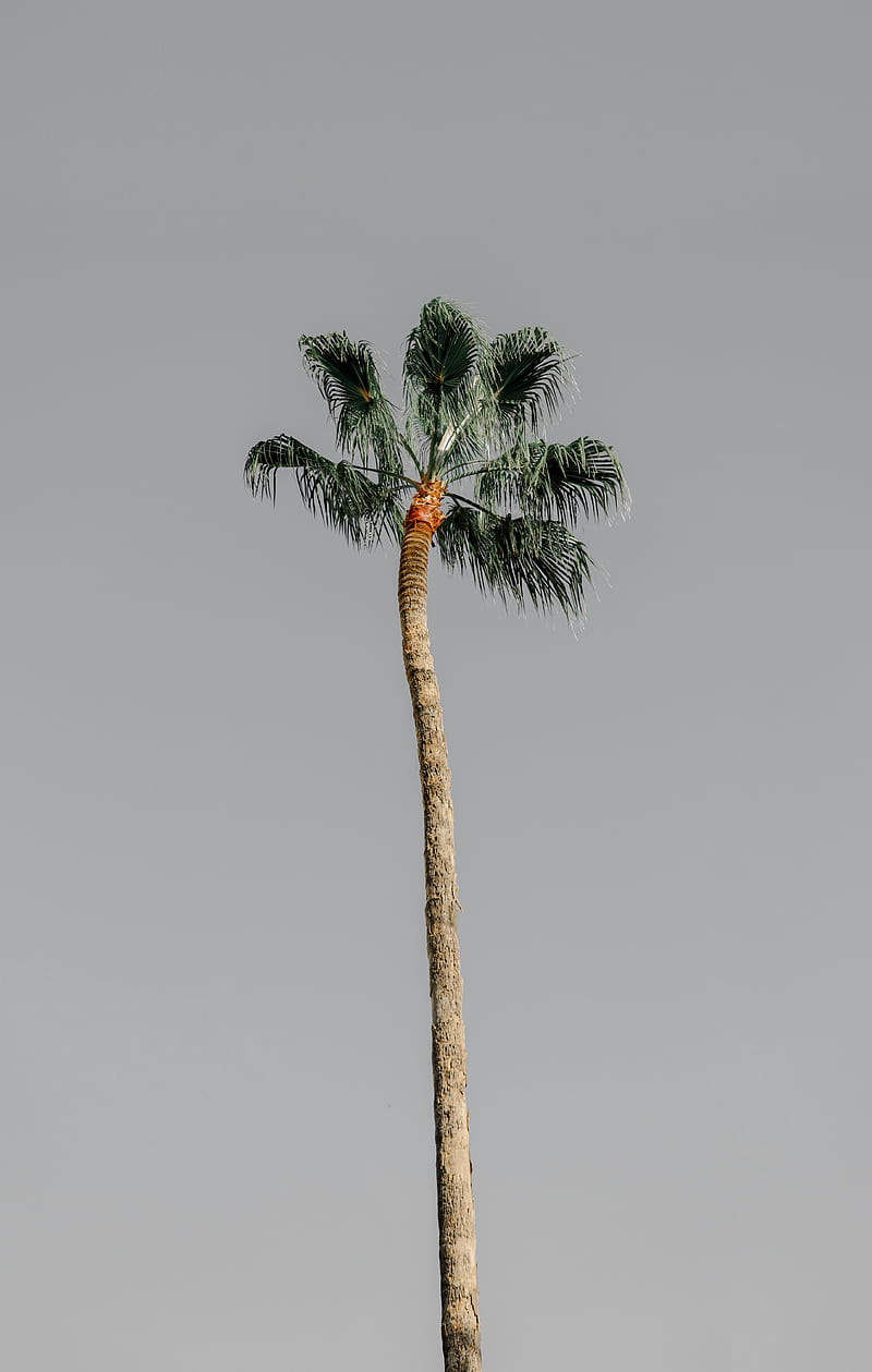 palm tree, tree, sky, nature, minimalism, HD phone wallpaper