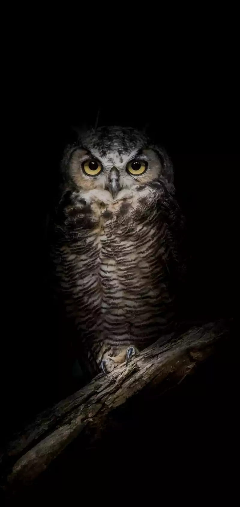 Owl, night, owls, HD phone wallpaper
