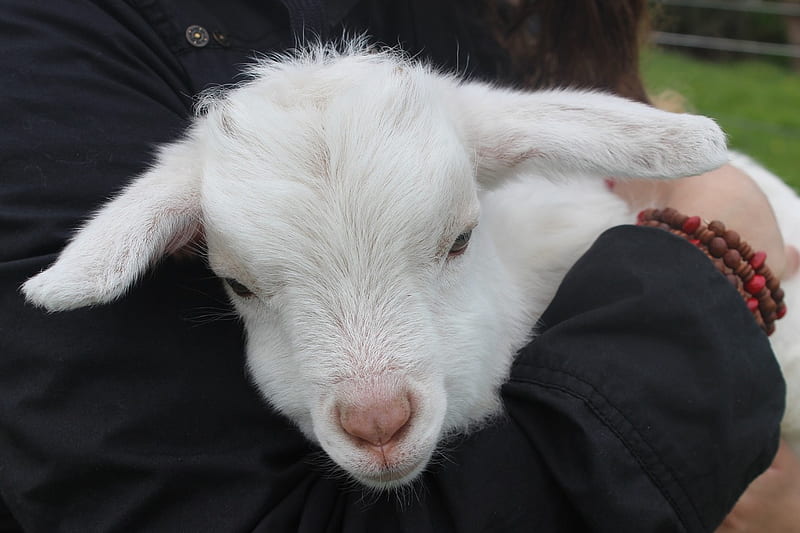 Little Lamb, Cute, White, Lamb, Sheep, Animals, HD wallpaper