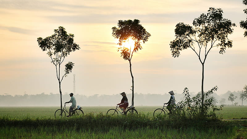 three person riding bikes on green grass field, HD wallpaper