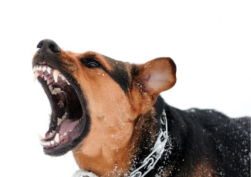 Beware of the dog, german shepherd, warning, barking, dog, angry, teeth, HD wallpaper