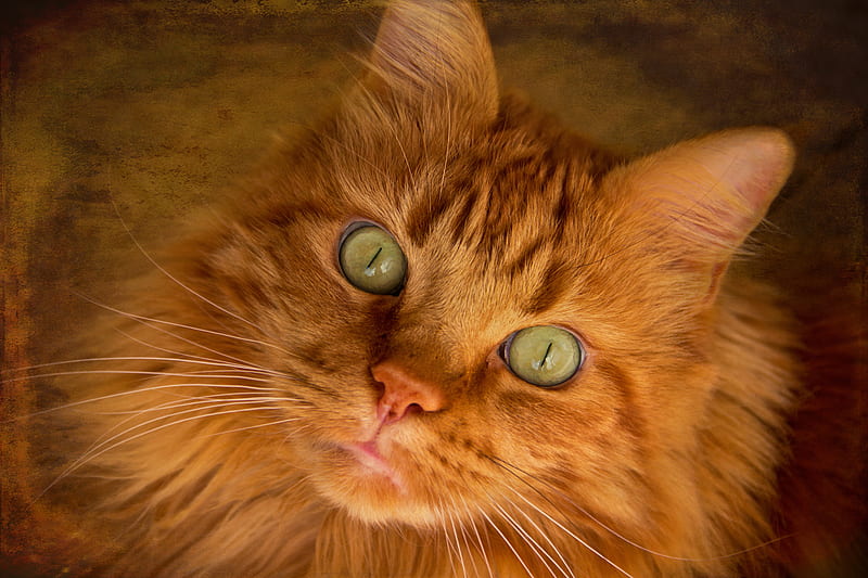 Cat, ginger, green eyes, face, oragne, skin, animal, pisica, HD wallpaper
